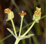 Florida pineland spurge